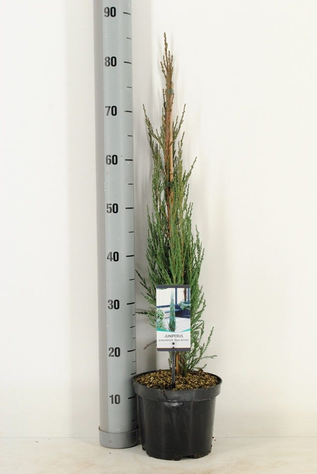  Jeneverbes (Juniperus Scopulorum 'Blue Arrow')