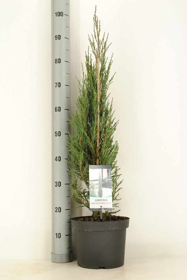  Jeneverbes (Juniperus Scopulorum 'Blue Arrow')