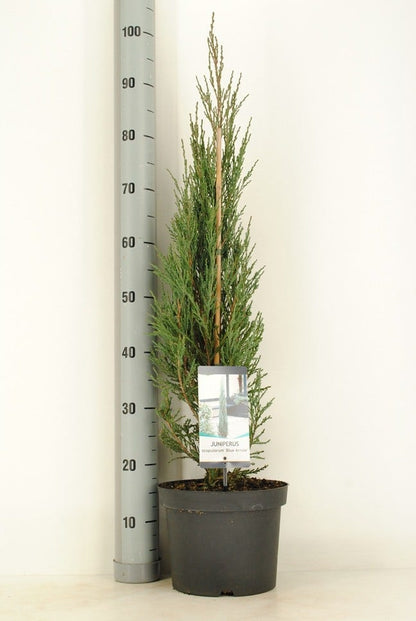 Jeneverbes (Juniperus Scopulorum 'Blue Arrow')