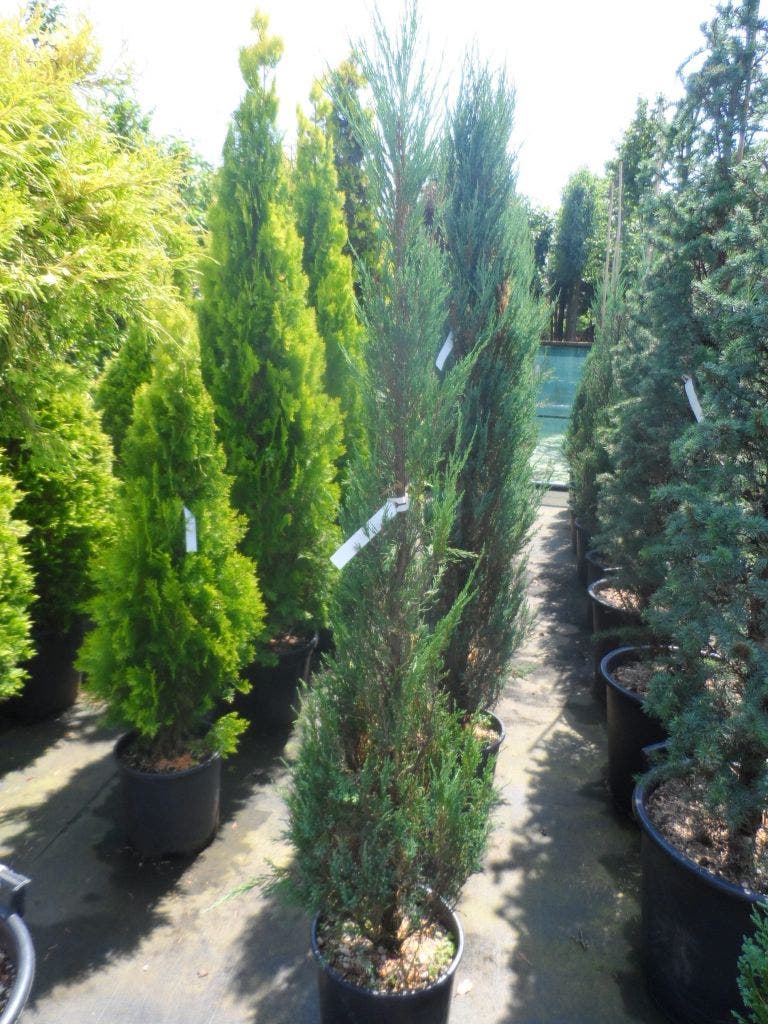  Jeneverbes (Juniperus Scopulorum 'Skyrocket')
