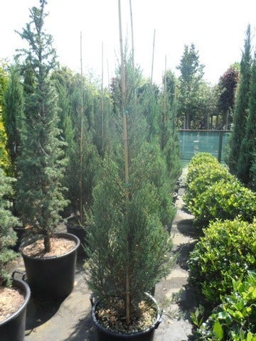  Jeneverbes (Juniperus Scopulorum 'Skyrocket')