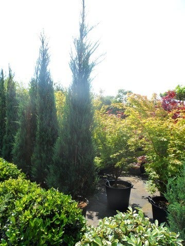  Jeneverbes (Juniperus Scopulorum 'Skyrocket')