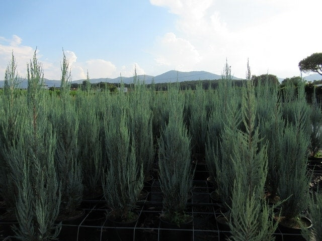  Jeneverbes (Juniperus Scopulorum 'Skyrocket')