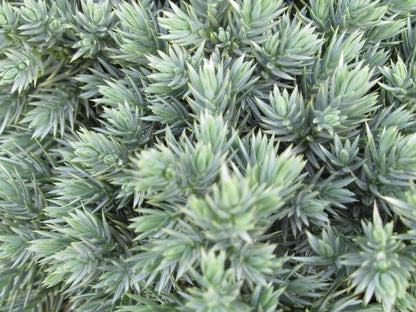  Jeneverbes (Juniperus Squamata 'Blue Star')