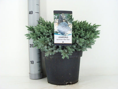  Jeneverbes (Juniperus Squamata 'Blue Star')