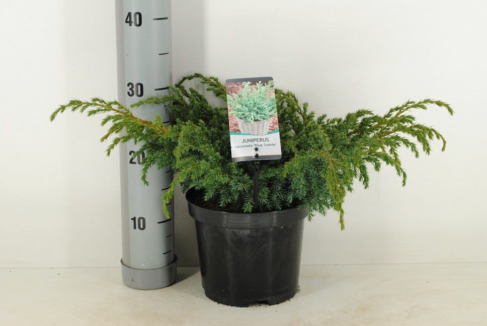  Jeneverbes (Juniperus Squamata 'Blue Swede')