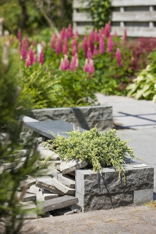  Jeneverbes (Juniperus Squamata 'Holger')