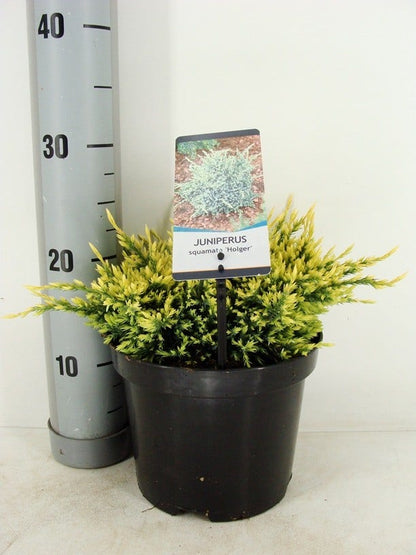  Jeneverbes (Juniperus Squamata 'Holger')