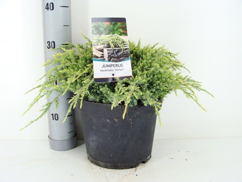 Jeneverbes (Juniperus Squamata 'Holger')