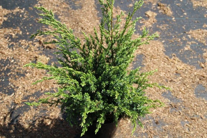  Jeneverbes (Juniperus Squamata 'Meyeri')