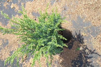  Jeneverbes (Juniperus Squamata 'Meyeri')