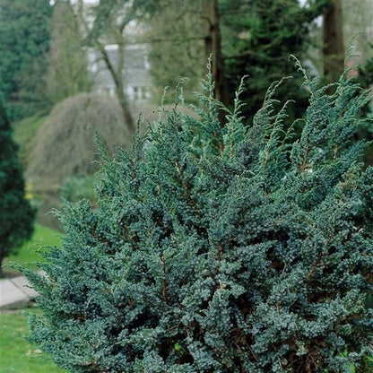  Jeneverbes (Juniperus Squamata 'Meyeri')