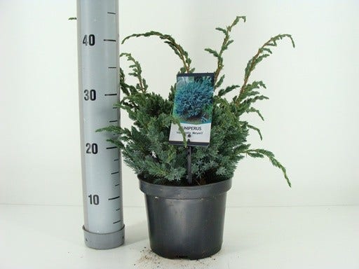  Jeneverbes (Juniperus Squamata 'Meyeri')
