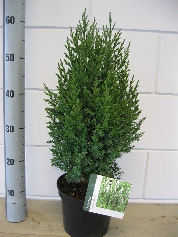  Jeneverbes (Juniperus Chinensis 'Stricta')