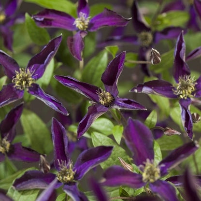  Bosrank (Clematis 'Noora')