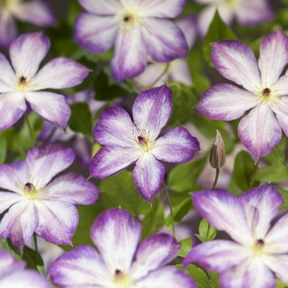  Bosrank (Clematis ‘Pernille’)