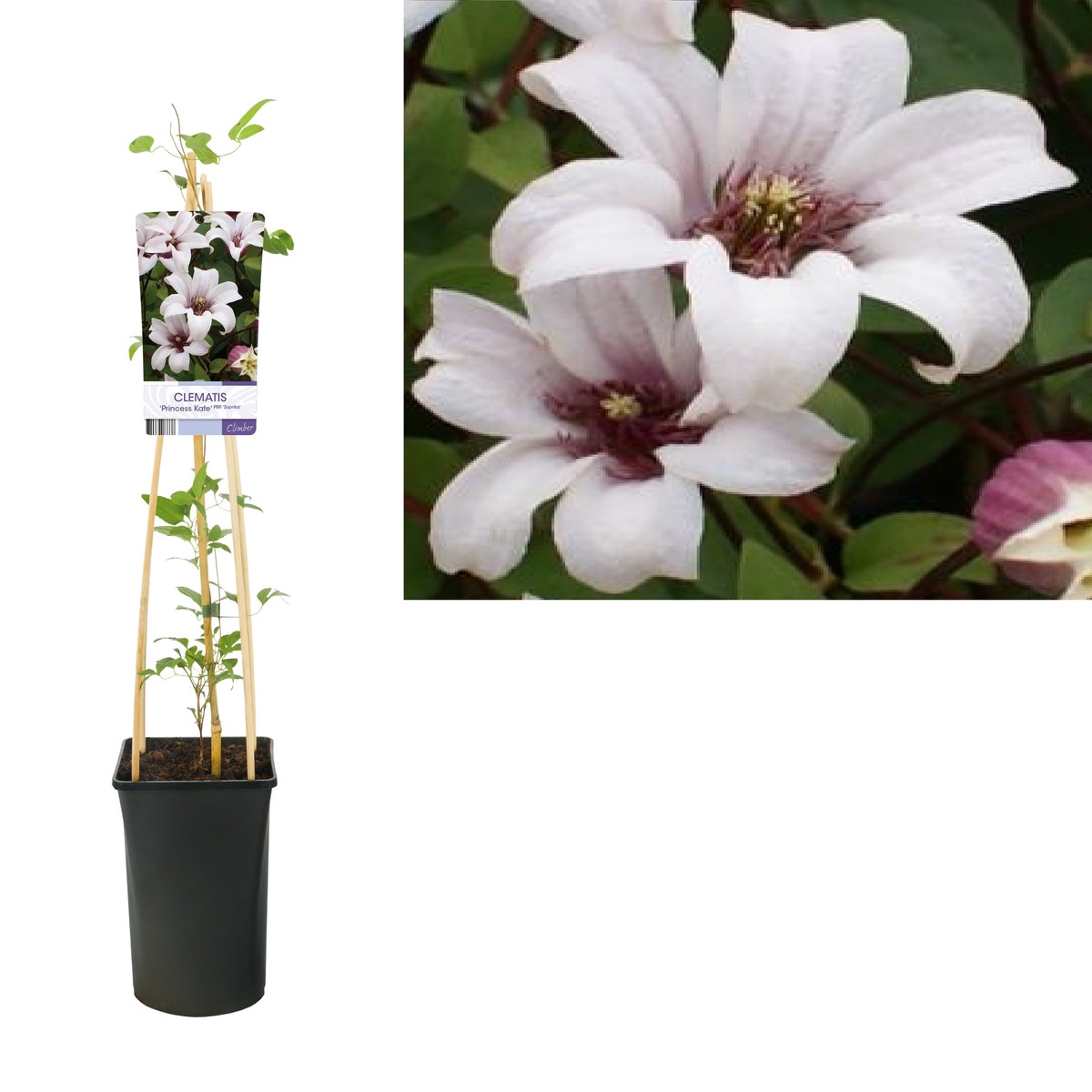  Bosrank (Clematis 'Princess Kate')