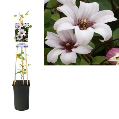  Bosrank (Clematis 'Princess Kate')