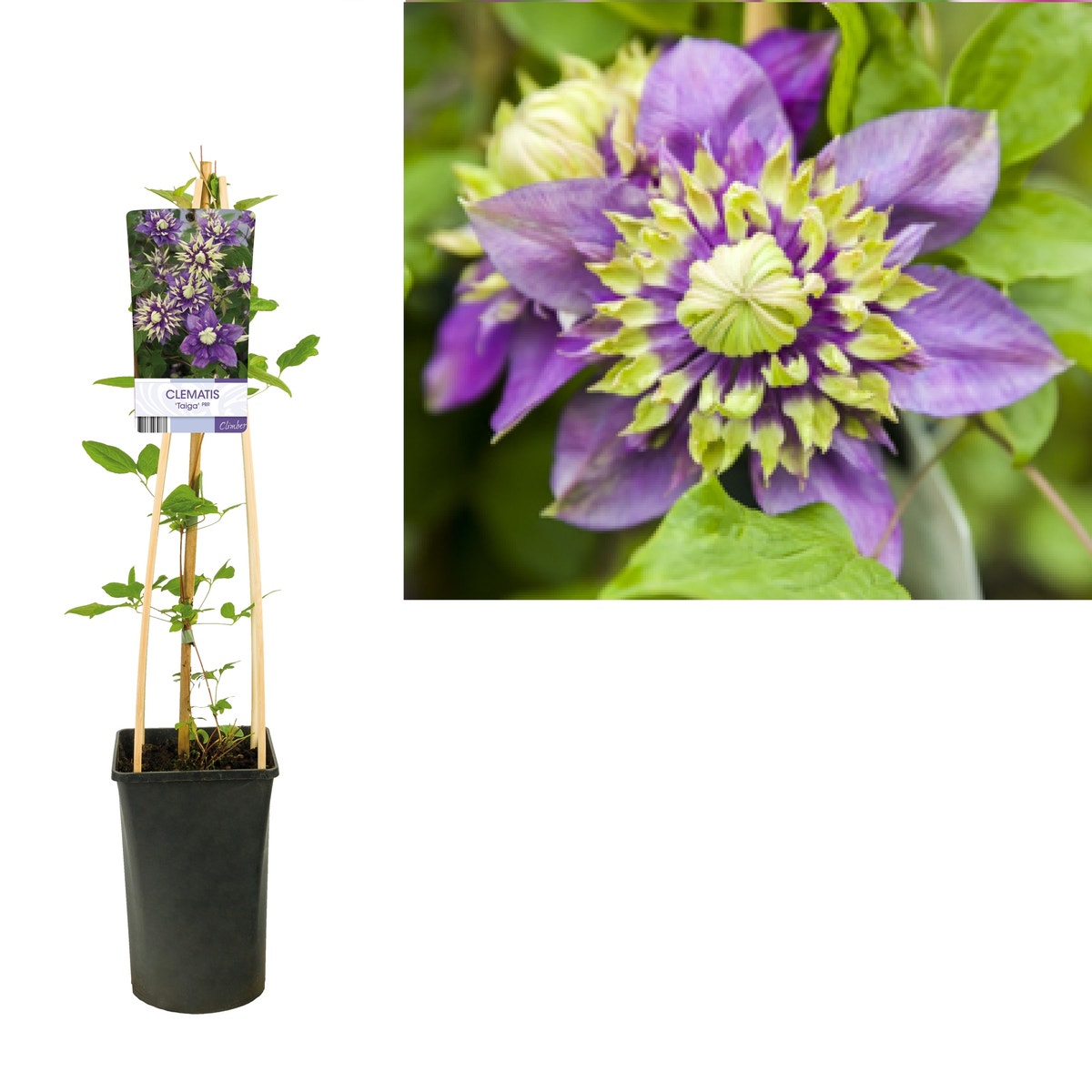  Bosrank (Clematis ‘Taiga’) 