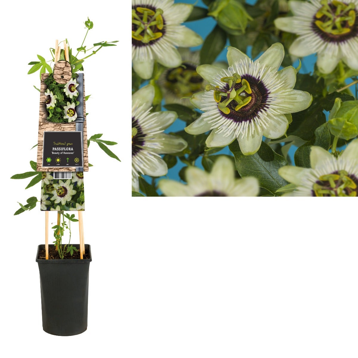 Passiebloem (Passiflora 'Beauty Of Hannover')