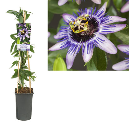  Passiebloem (Passiflora ‘Damsel’s Delight’)