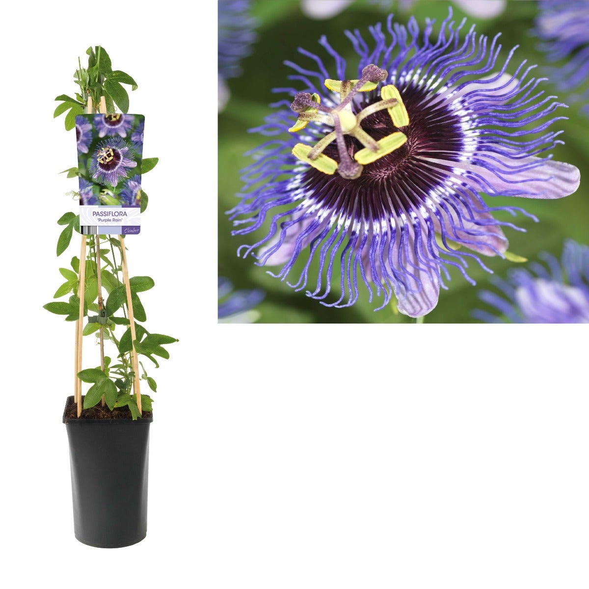  Passiebloem (Passiflora 'Purple Rain')