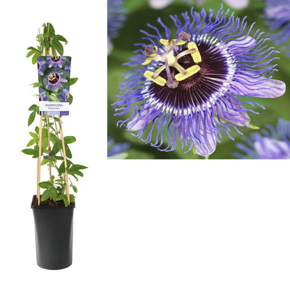  Passiebloem (Passiflora 'Purple Rain')