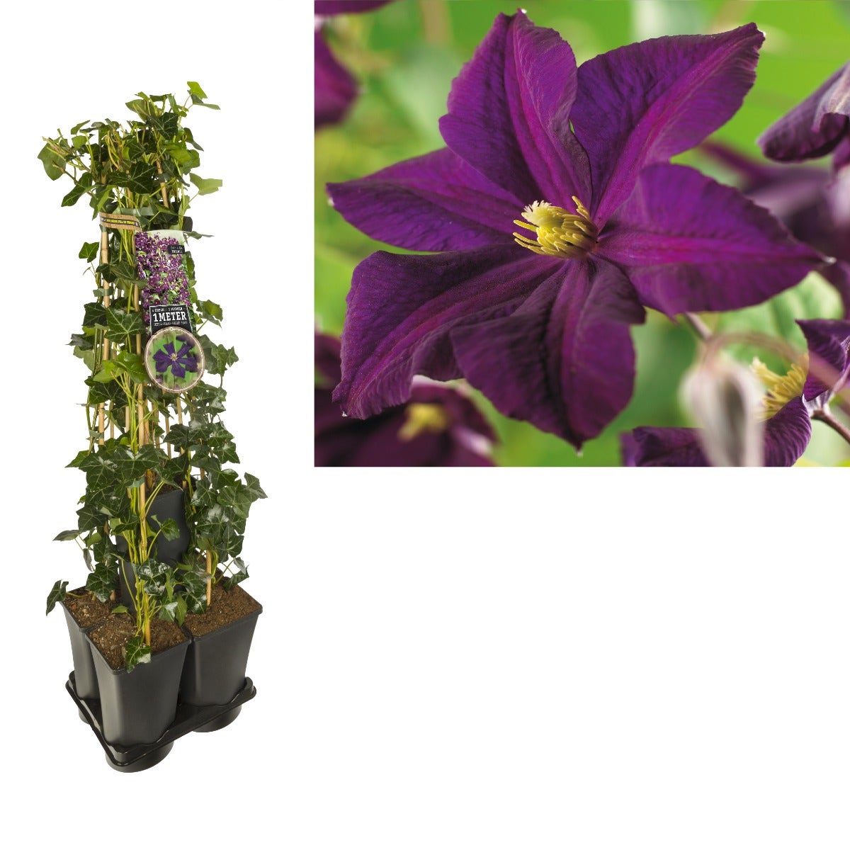  Hedera-Clematis Mix Haag (Romantika)