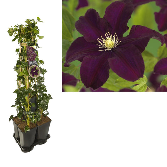  Hedera-Clematis Mix Haag (Warszawska Nike)