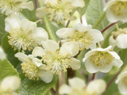  Kiwiplant (Actinidia 'Atlas')