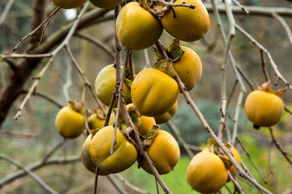  Kaki (Diospyros Kaki 'Rojo Brilliante')