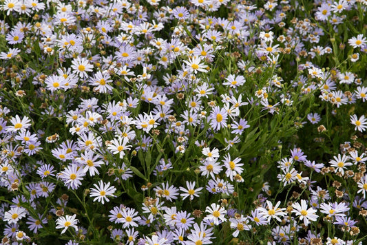  Zomeraster (Kalimeris Incisa)