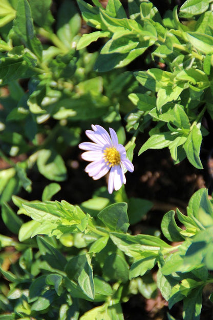  Zomeraster (Kalimeris Incisa 'Blue Star') BIO