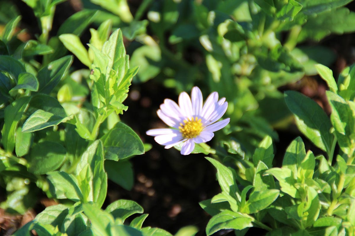  Zomeraster (Kalimeris Incisa 'Blue Star') BIO