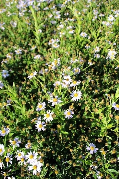  Zomeraster (Kalimeris Incisa 'Blue Star') BIO