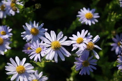  Zomeraster (Kalimeris Incisa 'Blue Star') BIO