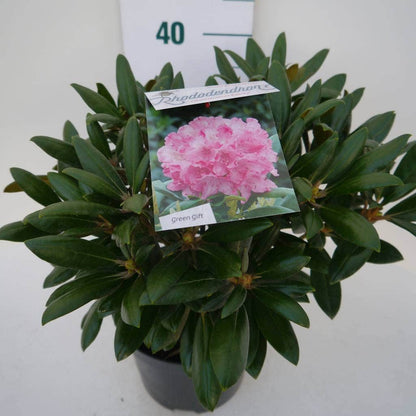  Dwergrhododendron (Rhododendron 'Kalinka')