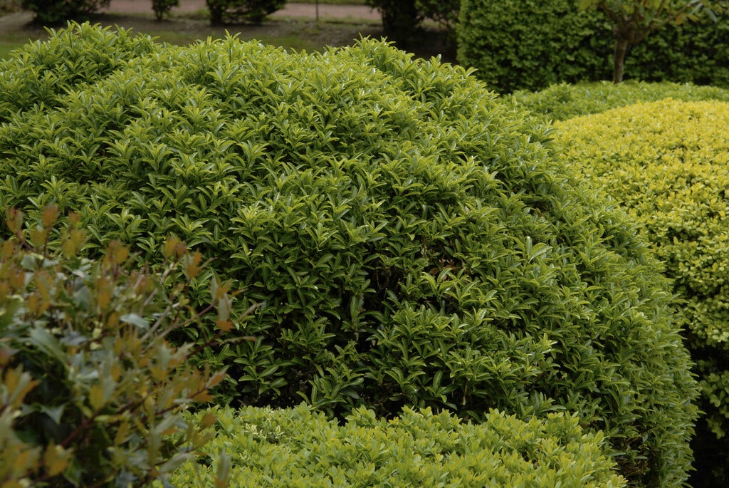  Kardinaalsmuts (Euonymus Jap. 'Microphyllus')