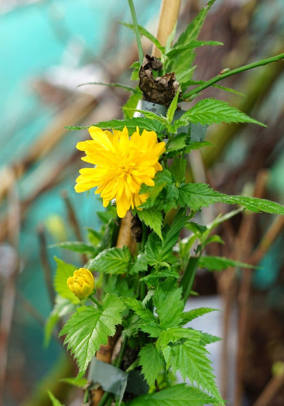  Ranonkelstruik (Kerria Japonica 'Pleniflora')