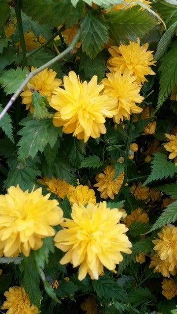  Ranonkelstruik (Kerria Japonica 'Pleniflora')
