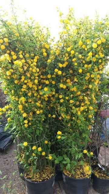  Ranonkelstruik (Kerria Japonica 'Pleniflora')