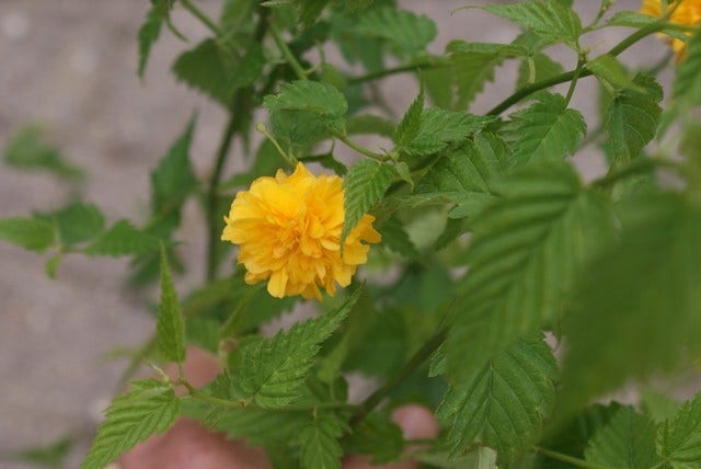  Ranonkelstruik (Kerria Japonica 'Pleniflora')