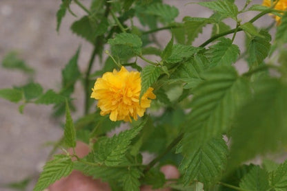  Ranonkelstruik (Kerria Japonica 'Pleniflora')