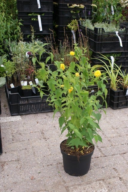  Ranonkelstruik (Kerria Japonica 'Pleniflora')