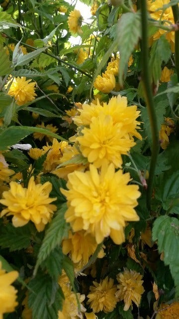  Ranonkelstruik (Kerria Japonica 'Pleniflora')