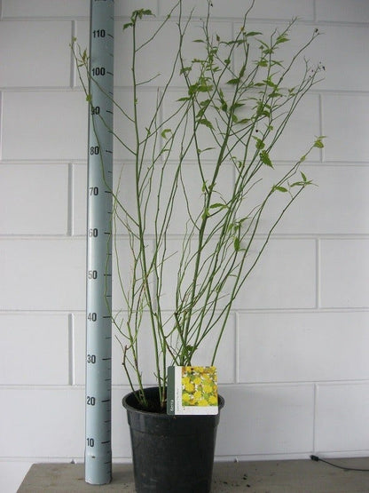  Ranonkelstruik (Kerria Japonica 'Pleniflora')