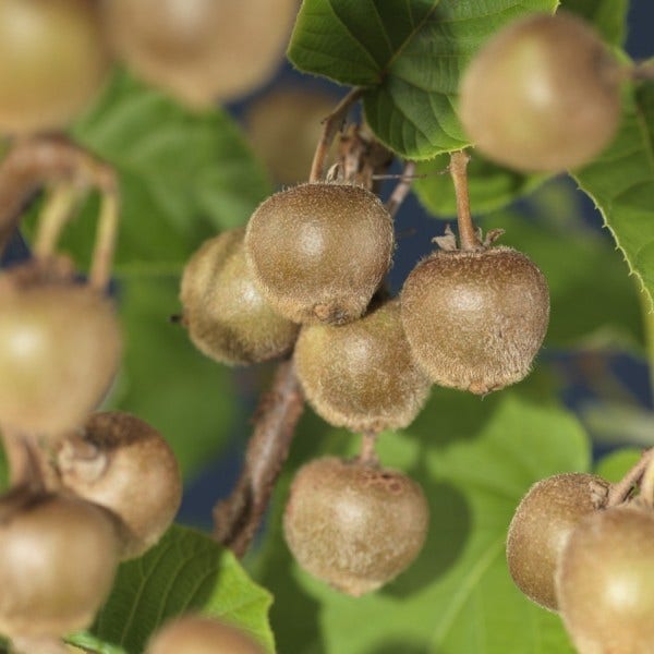  Kiwiplant Als Dakboom (Actinidia Chinensis)
