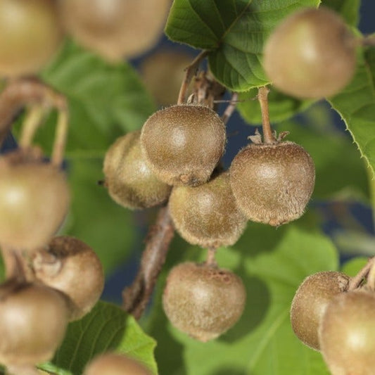  Kiwiplant Als Dakboom (Actinidia Chinensis)