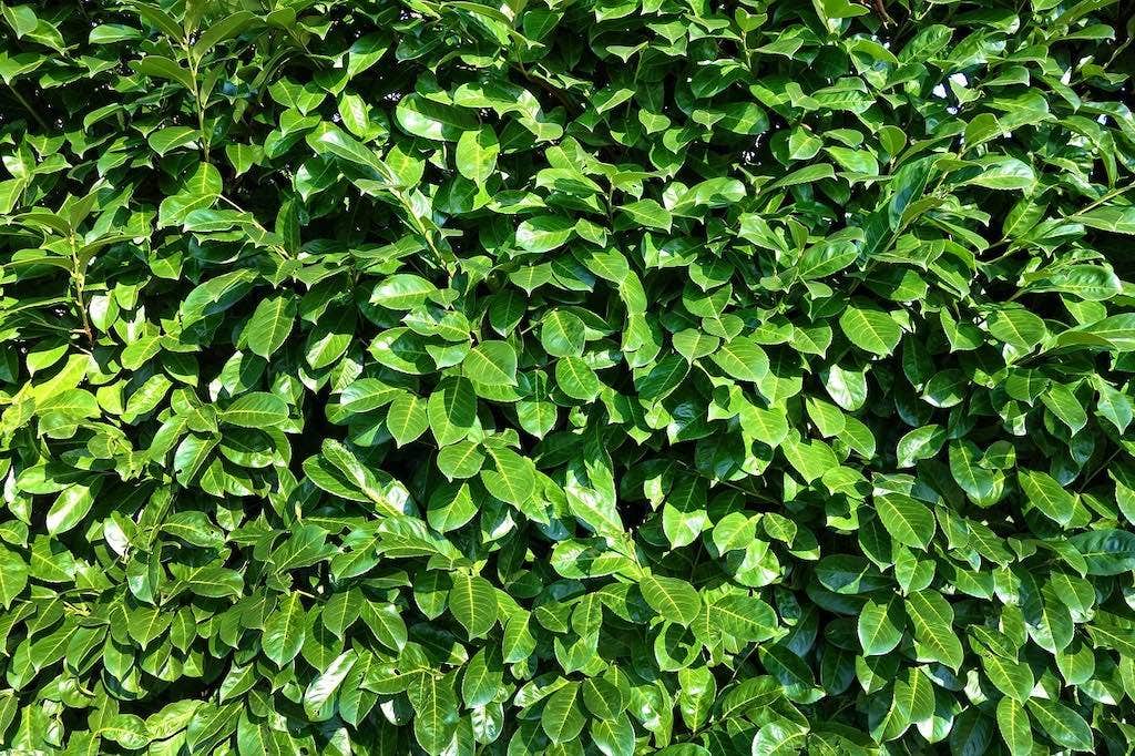  Laurier (Prunus Laurocerasus 'Rotundifolia')