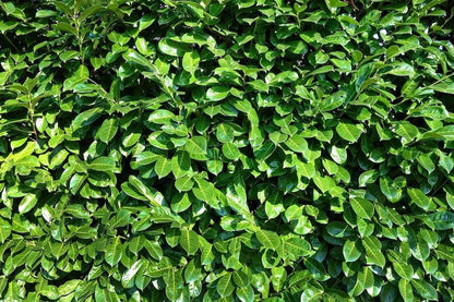  Laurier (Prunus Laurocerasus 'Rotundifolia')